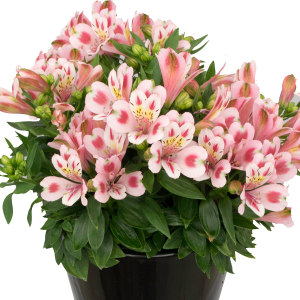 Alstroemeria Inca Flamingo