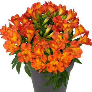 Alstroemeria Inca Holland