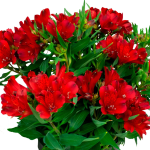 Alstroemeria Inca Amsterdam