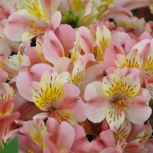 Alstroemeria Little Miss Davina