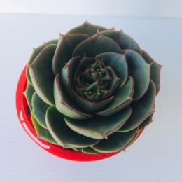 Echeveria longissima - Image 2