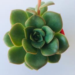 Echeveria Semnan - Image 2