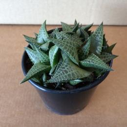 Haworthia