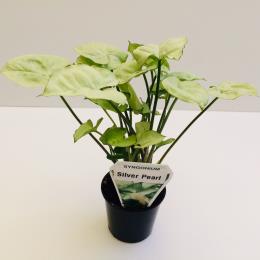 Syngonium 'Silver Pearl' - Image 2