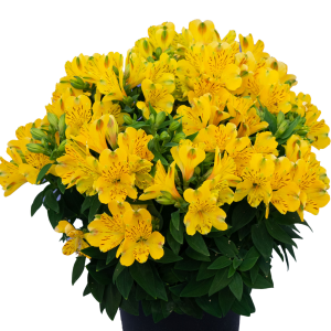 Alstroemeria Inca Aurelia