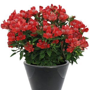Alstroemeria Inca Pepper