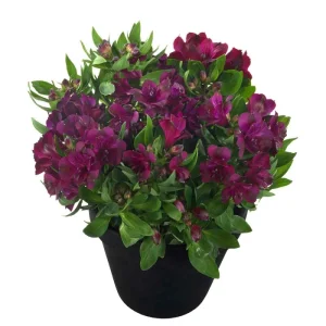 Alstroemeria Inticancha Magic Paraiso