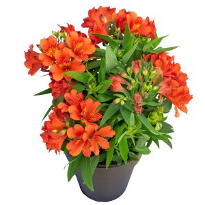 Alstroemeria Inca Sangria